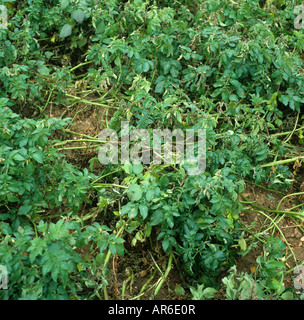 Phytophthora infestans mildiou de la pomme de terre de culture de pommes de terre dans l'accent de l'infection Banque D'Images