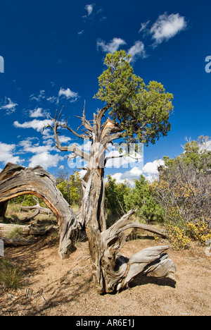 Genévrier de l'Utah Parc National Black Canyon of the Gunnison Colorado Banque D'Images