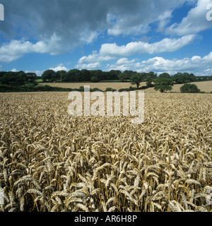 Vue sur la récolte de blé mûrs sur fine journée d'été dans le Devon Banque D'Images