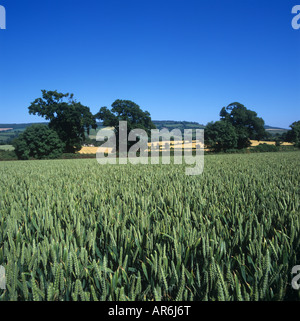 La récolte de blé d'hiver dans les terres agricoles de l'été avec l'oreille derrière Devon Banque D'Images