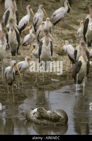 Bec jaune avec Cigogne Cigognes Marabout africain regardant avaler Python Rock Pelican Lake Nakuru Banque D'Images