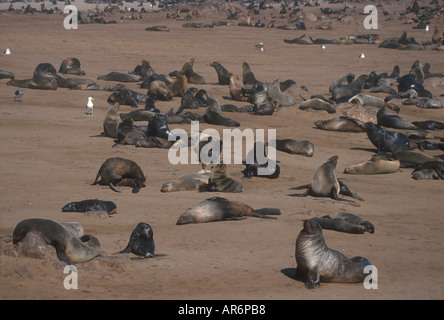 Cape fur seals Arctocephalus pusillus à Cape Cross en Namibie Banque D'Images
