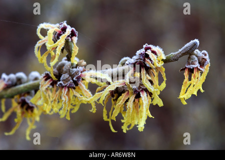 Hamamelis Intermedia couverts en hiver gel Banque D'Images