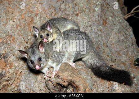 Une mère Brushtail Possum et son bébé. Banque D'Images