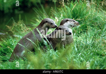 Loutre d'Europe, Fischotter, Lutra lutra, Europe, Allemagne Banque D'Images