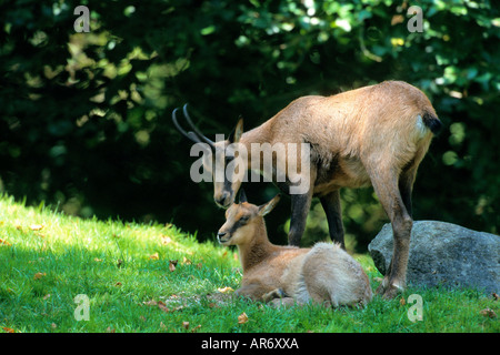 Gemse Chamois Rupicapra rupicapra Banque D'Images