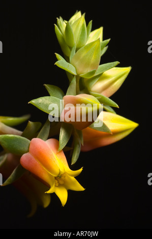 Fleurs Plantes Succulentes Echeveria Banque D'Images