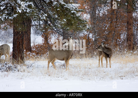 Doe deer de fourrages pour l'alimentation d'une branche d'arbre par un froid matin d'hiver enneigé au Colorado Banque D'Images