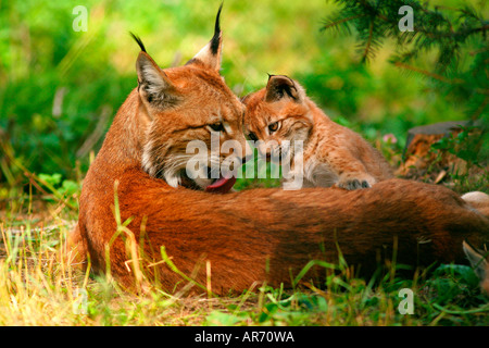 Lynx, Luchs, Felis lynx, europe, mère avec cub Banque D'Images