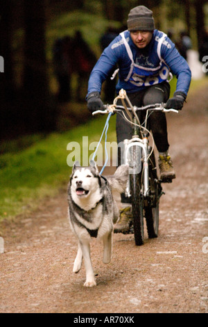 L'Ecosse Sport de chien chiens husky Bikejoring man on mountain bike le long d'être tiré par un chien husky dans Ae Forest UK Banque D'Images