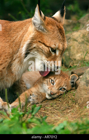 Lynx, Luchs, Felis lynx, Europe Banque D'Images
