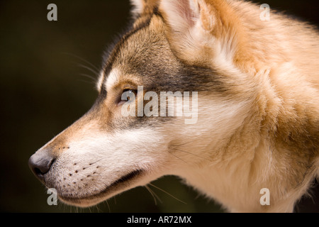 8 mois animal mignon chiot Husky course de chiens de traîneau à chiens en forêt Ae Dumfries et Galloway Scotland UK Banque D'Images