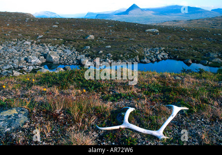 Dans les bois du renne dans la toundra Toundra Rentiergeweih SjoefAllets der Stora NP Schweden Banque D'Images