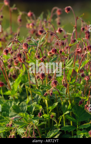 GEUM RIVALE LEONARDS VARIÉTÉ AVENS Banque D'Images