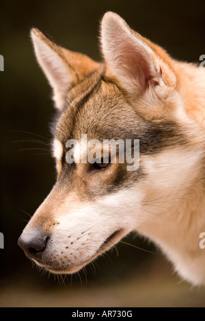 8 mois animal mignon chiot Husky course de chiens de traîneau à chiens en forêt Ae Dumfries et Galloway Scotland UK Banque D'Images