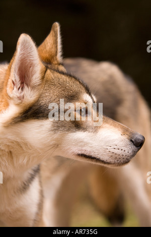 8 mois animal mignon chiot Husky course de chiens de traîneau à chiens en forêt Ae Dumfries et Galloway Scotland UK Banque D'Images