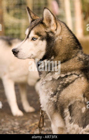 Dog Sports Ecosse portrait d'un chien de traîneau à chiens husky racing à ae Forest Dumfries et Galloway UK Banque D'Images