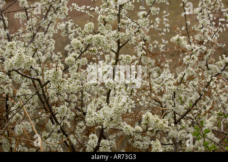 Prunellier Prunus spinosa Blossom Banque D'Images