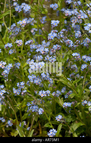 Ne m'oubliez pas Myosotis palustris Banque D'Images