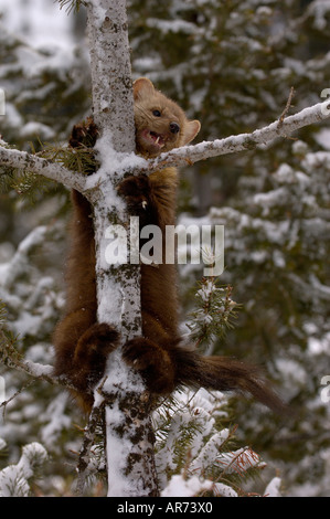 La martre d'Amérique (Martes americana Climbing tree photographié à USA Banque D'Images