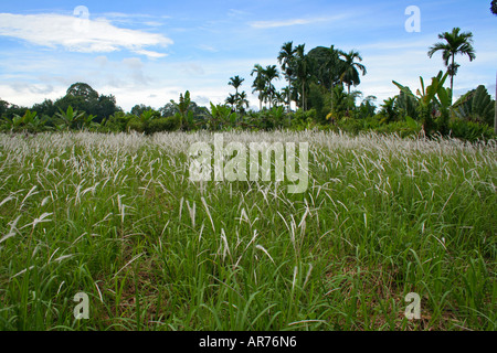 L'herbe rhizomateuse (Imperata cylindrica) connu comme le chiendent(US), blady (Australie) ou herbe lalang (Malaisie). Banque D'Images