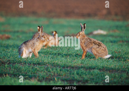 Lièvre Brun Lepus capensis Feldhase Banque D'Images