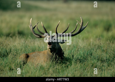 Roehrend Rothirsch Cervus elaphus cerf rouge Silkeborg Danemark Banque D'Images