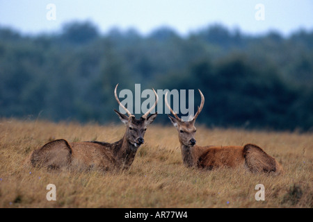 Rothirschspiesser Rothirsch Cervus elaphus red deer stags Silkeborg Danemark daenemark Banque D'Images