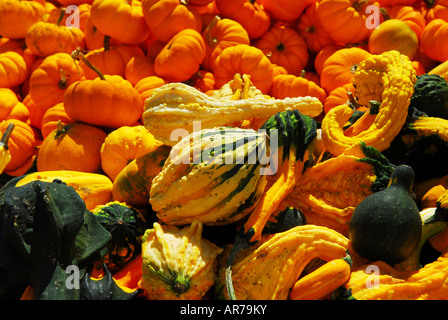 Citrouilles ornementales sur le marché à l'automne Banque D'Images