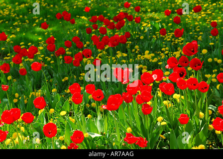 Tulipes rouges et jaunes en fleurs de pissenlits dans un champ au printemps Banque D'Images