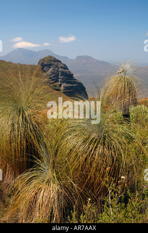 Arbres herbe Kingia australis sur le sommet du mont Trio de Stirling en Australie occidentale Parc National Banque D'Images