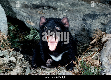 Diable de Tasmanie Sarcophilus harrisii snarling adultes photographiés en Tasmanie en Australie Banque D'Images