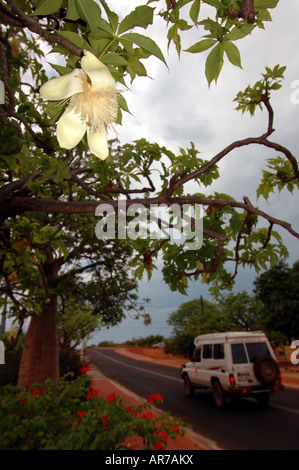 Boab tree (Adansonia gregorii) floraison dans la saison humide le long des rues de Broome, Australie occidentale Aucun PR Banque D'Images