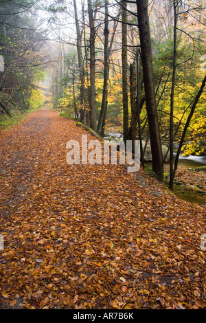 Sanderson Brook. Chester-Blanford State Forest. Affluent de la rivière Connecticut. Chester, Massachusetts. Banque D'Images