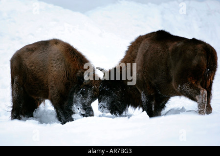 Bison d'Europe, bison, Bison bonasus Banque D'Images