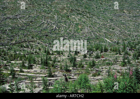 Les arbres abattus au Mont St Helens Washington National Moument des vestiges de l'éruption du volcan en 1980 s Banque D'Images