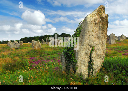 Vigne verte sur monuments mégalithiques préhistoriques menhirs à Carnac en Bretagne, France Banque D'Images