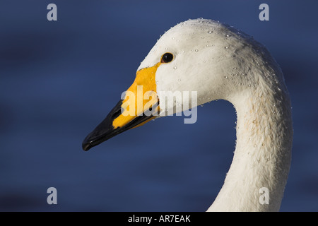 Des profils Cygne chanteur (Cygnus cygnus) Welney Norfolk England, UK Banque D'Images