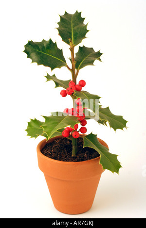 Branche de houx Ilex aquifolium Banque D'Images
