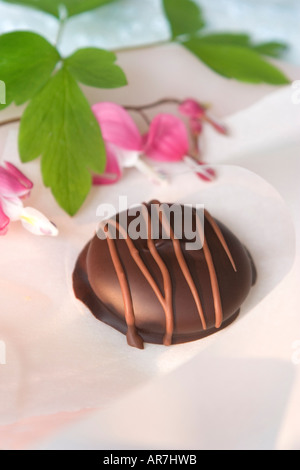 Chocolat noir à rayures sur plat d'Oranger Banque D'Images