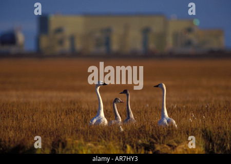 Le Cygne siffleur (Cygnus columbianus famille hors la ville pétrolière de Prudhoe Bay en Alaska arctique Deadhorse Banque D'Images