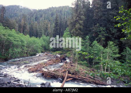 Rivière qui coule sur le sentier de la vallée enchantée Parc National Olympique Pacific Northwest Washington Banque D'Images