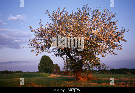 Blossoming cherry tree , Pologne , campagne printemps paysage Banque D'Images