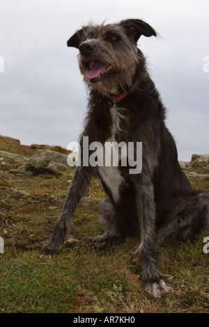 Collie cross lurcher assis dans un amusant poser Banque D'Images