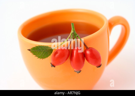 La perfusion d'églantier rosa canina Banque D'Images