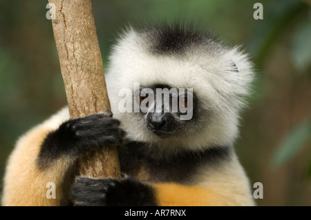 Diademed sifaka, Propithecus diadema, Vakona Forest Reserve, Parc National Mantadia Andasibe, Madagascar Banque D'Images