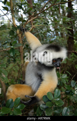 Diademed sifaka, Propithecus diadema, Vakona Forest Reserve, Parc National Mantadia Andasibe, Madagascar Banque D'Images