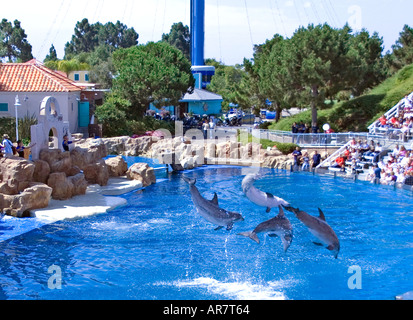 Nez de bouteille Dophins exposition au parc de Sea World San Diego California USA Banque D'Images