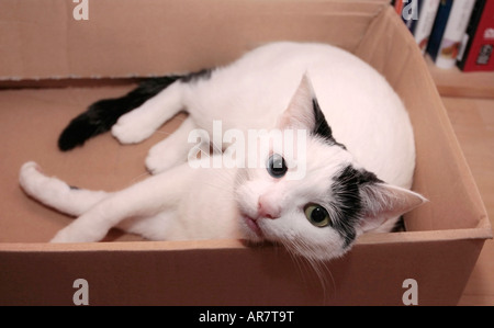 Jeune chat domestique noir et blanc à œil impair (Felis catus) regardant l'appareil photo en jouant dans une boîte en carton Banque D'Images