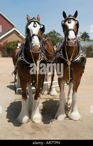 Une équipe de beaux chevaux Clydesdale dans le faisceau debout dans le soleil. Banque D'Images